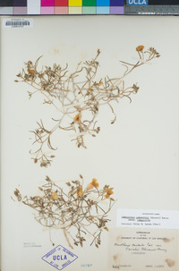 Camissonia campestris image