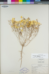 Camissonia campestris image