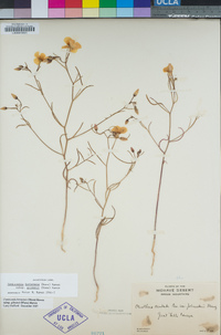 Camissonia kernensis image