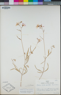 Clarkia biloba image