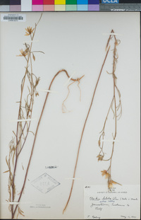 Clarkia biloba image