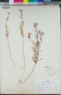 Clarkia biloba subsp. biloba image