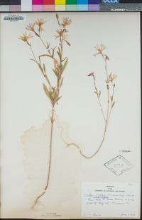 Clarkia biloba image