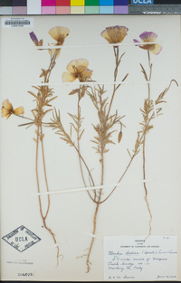 Clarkia bottae image