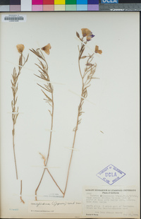 Clarkia cylindrica image