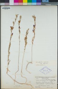 Clarkia speciosa subsp. speciosa image