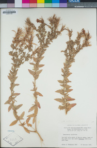 Epilobium canum subsp. latifolium image