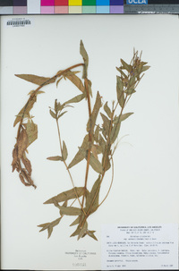 Epilobium ciliatum image