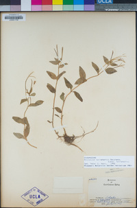 Epilobium hornemannii image