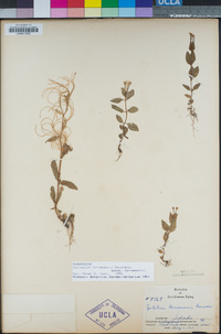 Epilobium hornemannii image