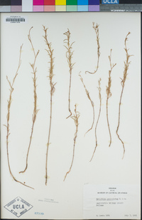 Epilobium brachycarpum image