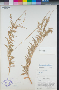 Oenothera suffrutescens image