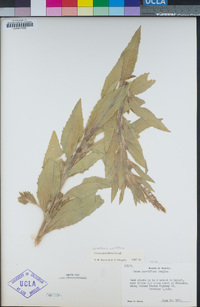 Oenothera curtiflora image