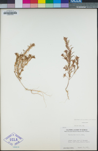 Gayophytum humile image