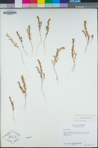 Gayophytum humile image