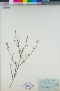 Ludwigia linearis image