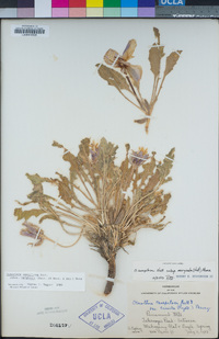 Oenothera cespitosa subsp. marginata image