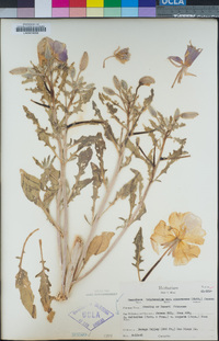 Oenothera pallida subsp. trichocalyx image