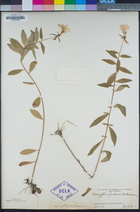 Image of Kneiffia fruticosa