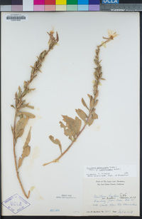 Oenothera glazioviana image