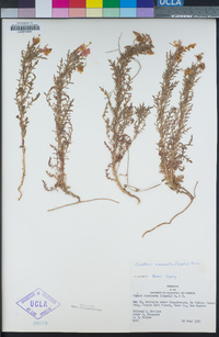 Oenothera runcinata image