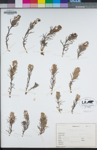 Castilleja nana image