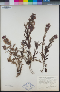 Castilleja parviflora var. oreopola image