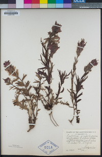 Castilleja parviflora image