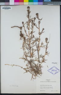 Castilleja plagiotoma image