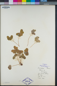 Oxalis oregana image