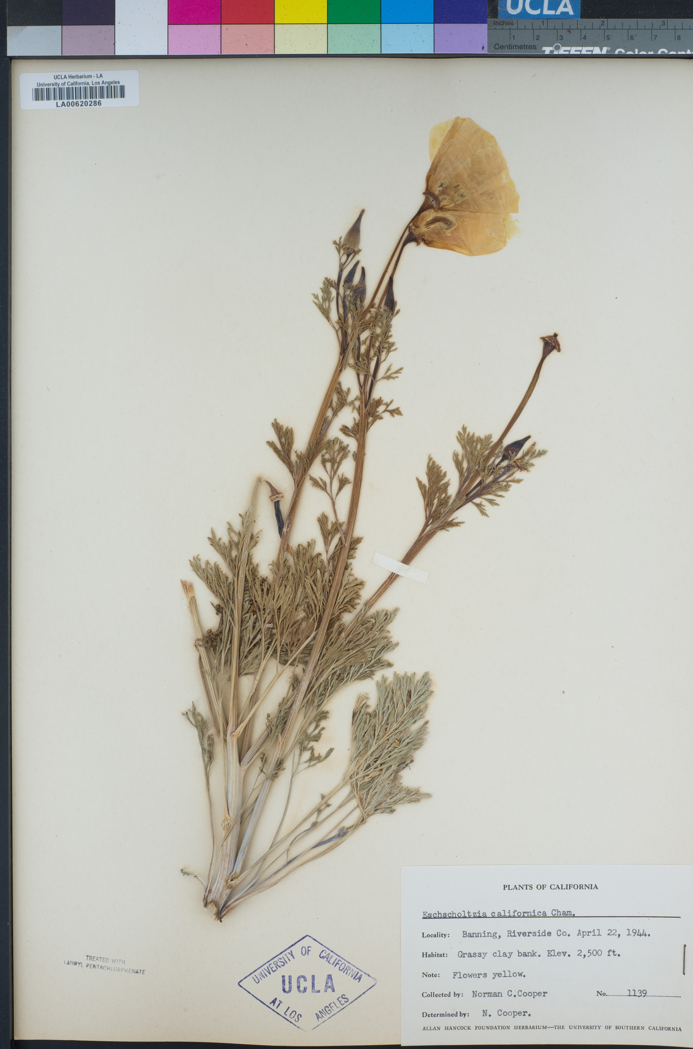 Eschscholzia californica image