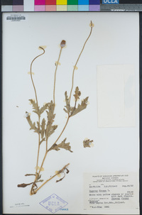 Papaver rhoeas image