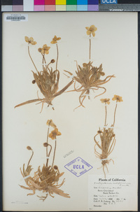 Platystemon californicus image