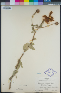 Romneya coulteri image