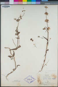 Collinsia heterophylla image