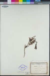 Penstemon davidsonii image