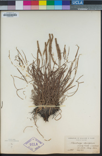 Plantago maritima subsp. juncoides image