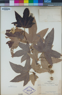 Platanus racemosa image