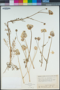 Gilia capitata subsp. abrotanifolia image