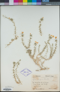 Linanthus pungens image