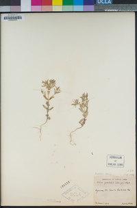 Microsteris gracilis image