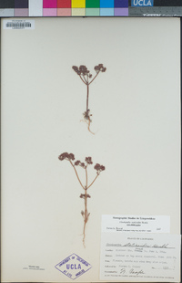 Chorizanthe staticoides image