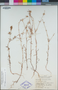 Chorizanthe membranacea image