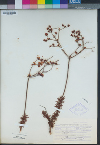 Eriogonum fasciculatum image