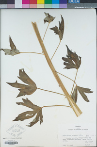 Delphinium glaucum image