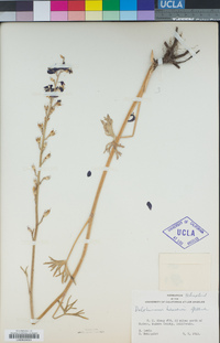 Delphinium hansenii image