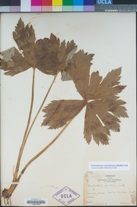 Trautvetteria carolinensis image