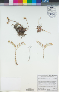 Dudleya cymosa subsp. agourensis image