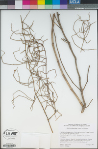 Image of Ephedra pedunculata