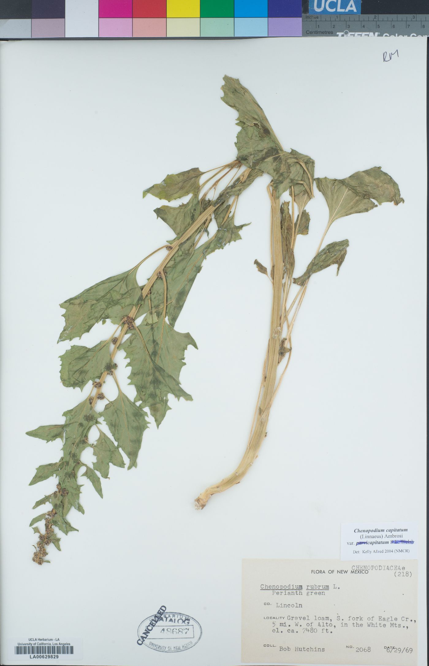Chenopodium capitatum var. capitatum image